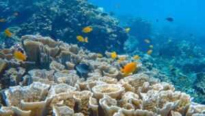 kuta-IMAGES-1600X900 amed