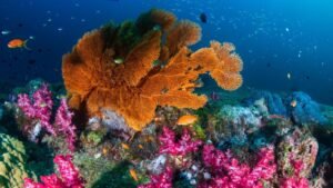 snorkeling 5 11600X900-Recovered-Recovered-Recovered_0002_istockphoto-3
